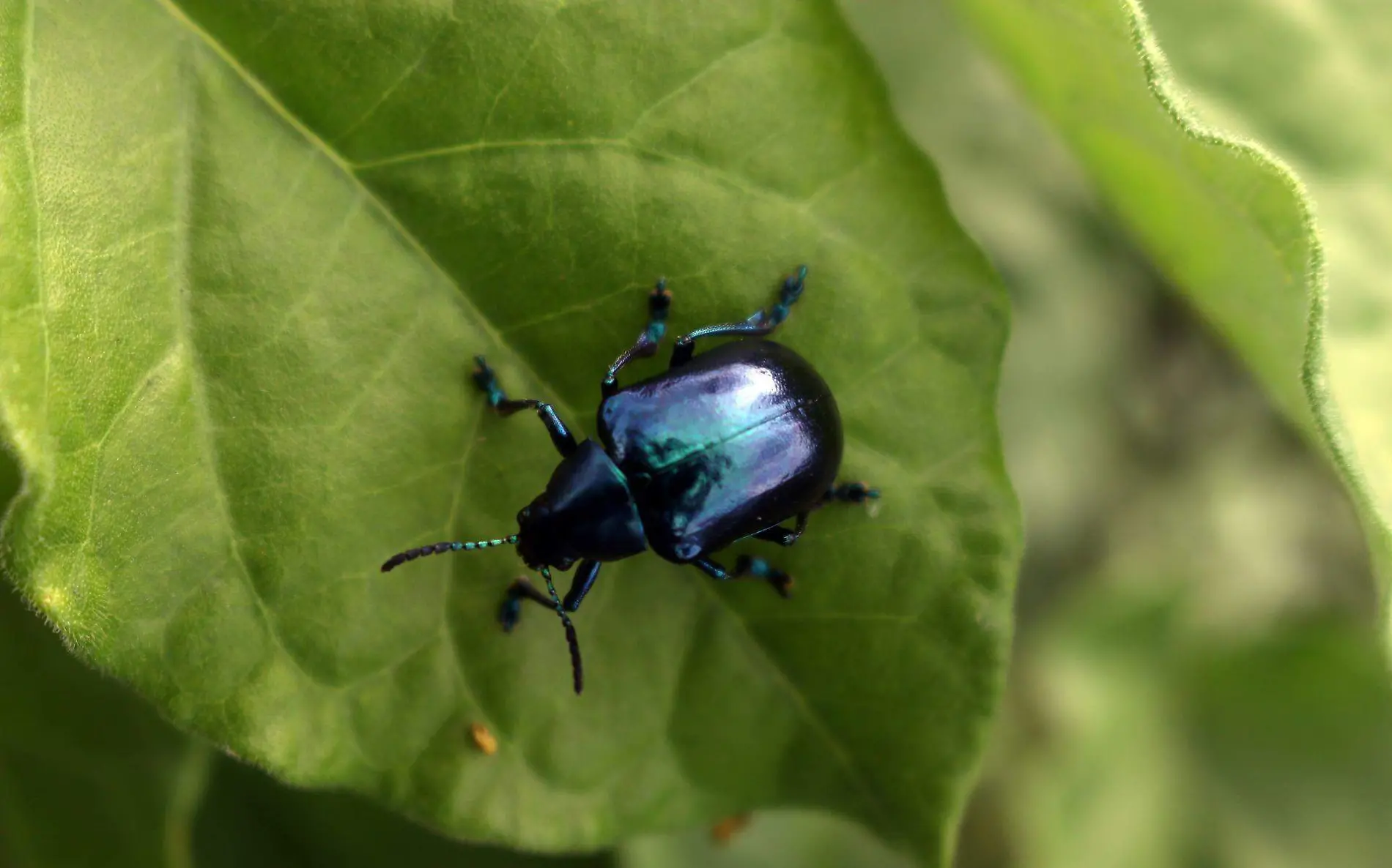 769694_Morelos Temixco Insectos 3_web